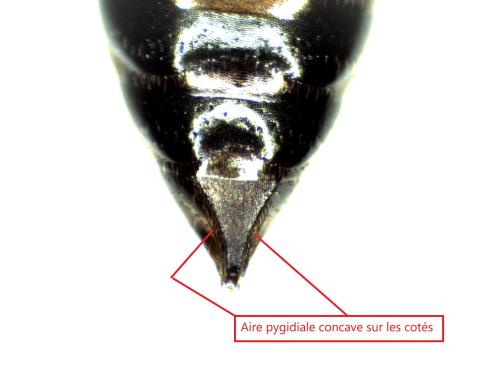 Astata kashmirensis